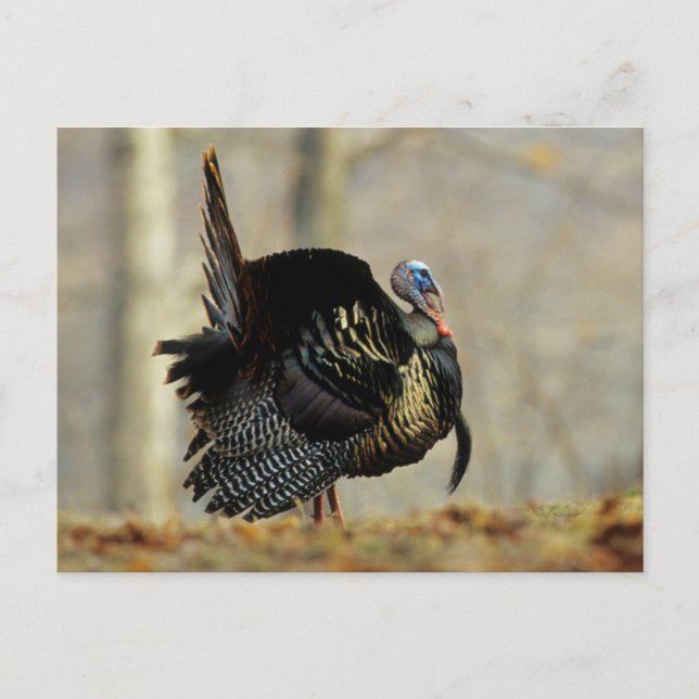 Postal Pavo macho pavoneándose, Illinois (Anverso)