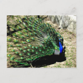 Postal Pavo real