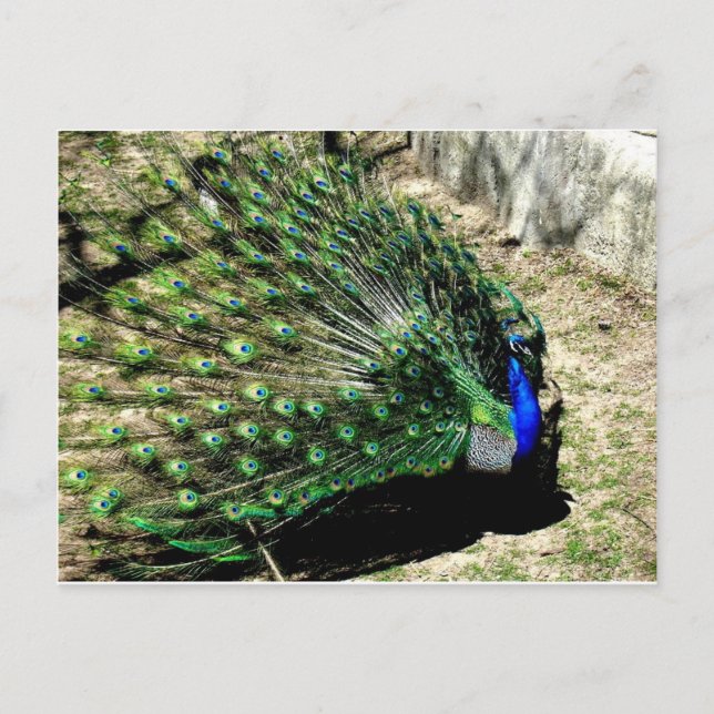 Postal Pavo real (Anverso)