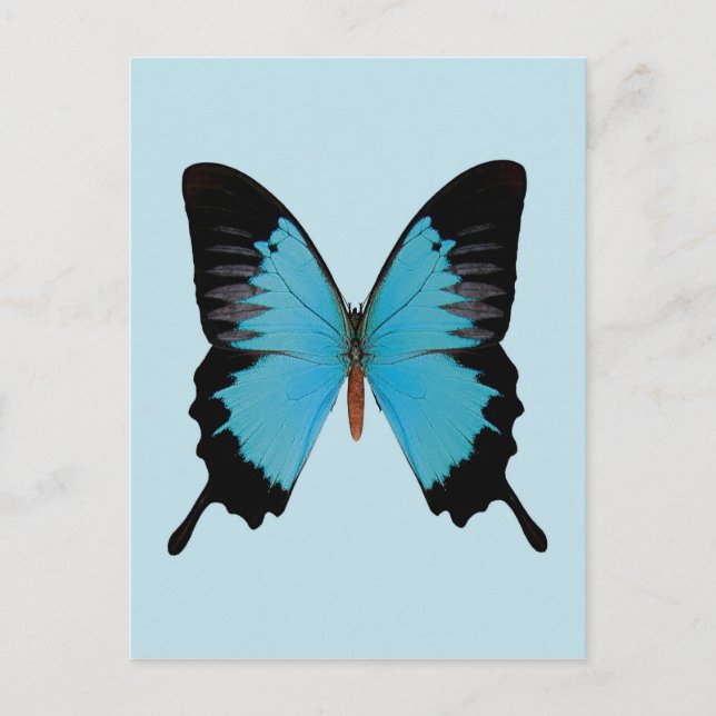 Postal Pavo Real (Anverso)
