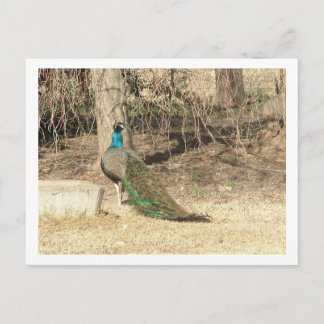 Postal pavo real