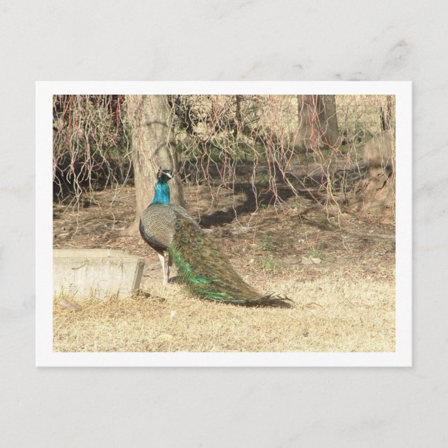 Postal pavo real (Anverso)