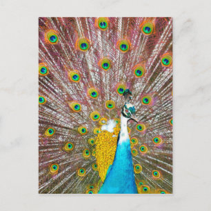 Postal pavo real
