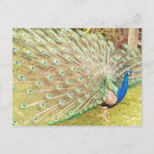 Postal pavo real