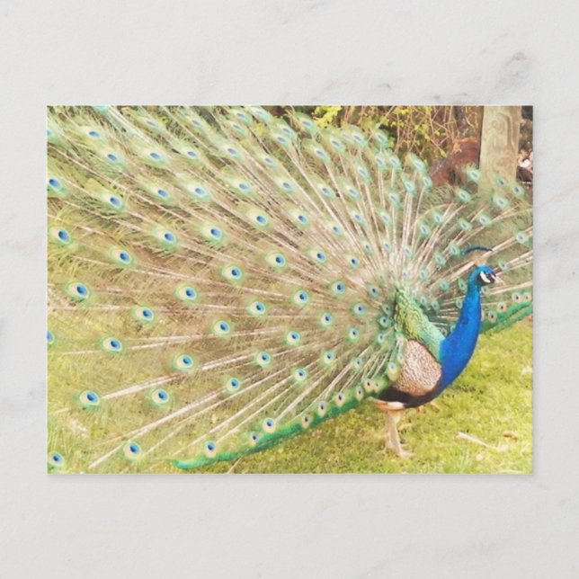 Postal pavo real (Anverso)