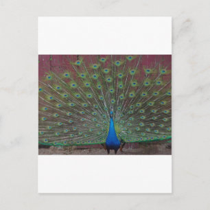 Postal pavo real