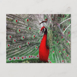 Postal pavo real