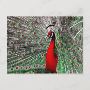 Postal pavo real
