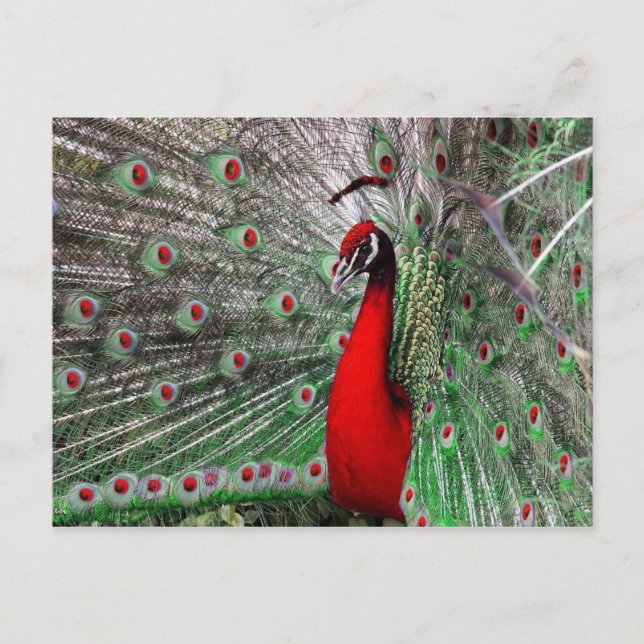 Postal pavo real (Anverso)