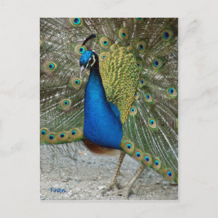 Postal pavo real
