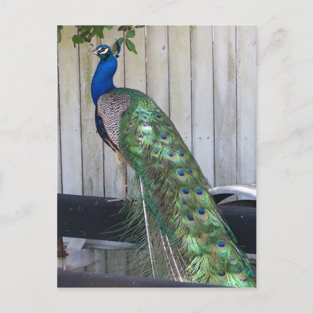 Postal Pavo real (Anverso)