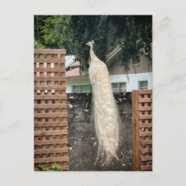 Postal Pavo Real