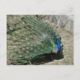 Postal Pavo real