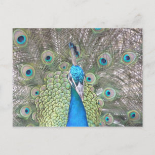 Postal pavo real