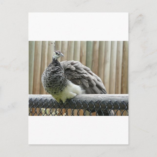 Postal pavo real (Anverso)