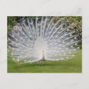 Postal Pavo real albino muestra plumas