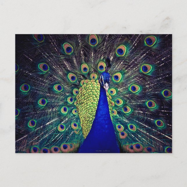 Postal Pavo Real Azul Cobalto (Anverso)