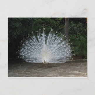 Postal pavo real blanco