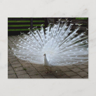 Postal Pavo Real Blanco