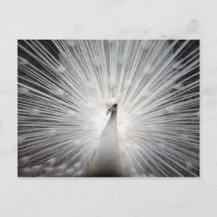 Postal Pavo real blanco con plumas hinchadas