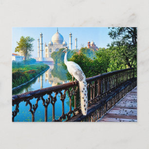 Postal Pavo real blanco con vista al Taj Mahal
