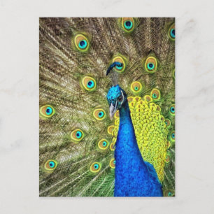 Postal Pavo real colorido