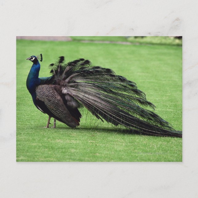 Postal Pavo real en campo (Anverso)