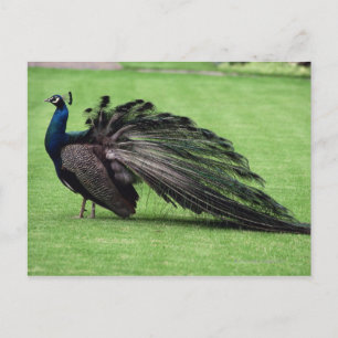 Postal Pavo real en campo