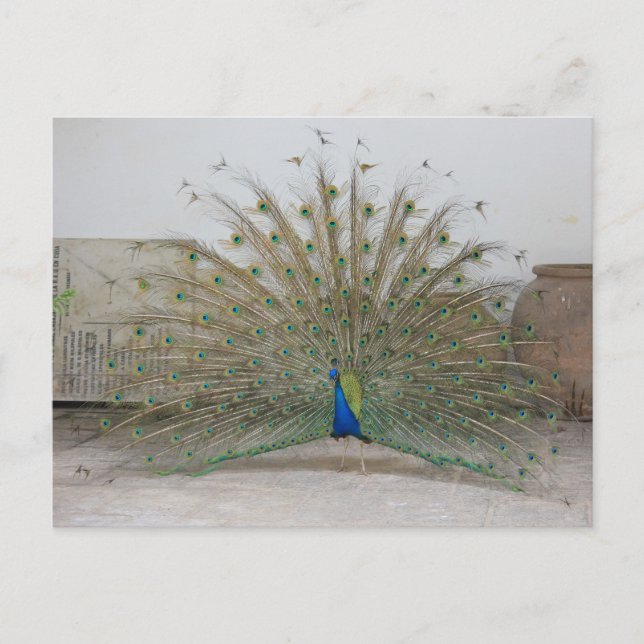Postal Pavo real en La Habana (Anverso)