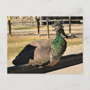 Postal Pavo real en una cerca, Idaho