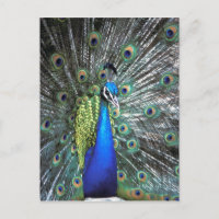 Pavo real hermoso desplegando plumas coloridas
