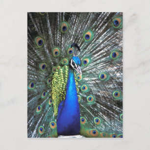 Postal Pavo real hermoso desplegando plumas coloridas