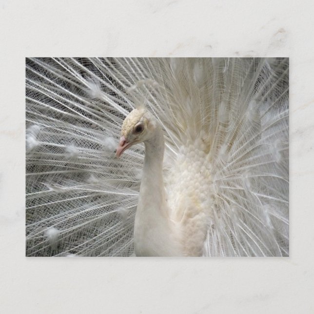 Postal Pavo Real Imperial (Anverso)