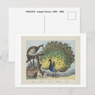 Postal PAVO REAL Joseph Scholz, 1829 - 1880