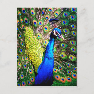 Postal Pavo real,Love_