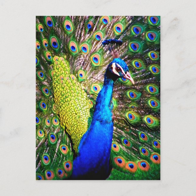 Postal Pavo real,Love_ (Anverso)