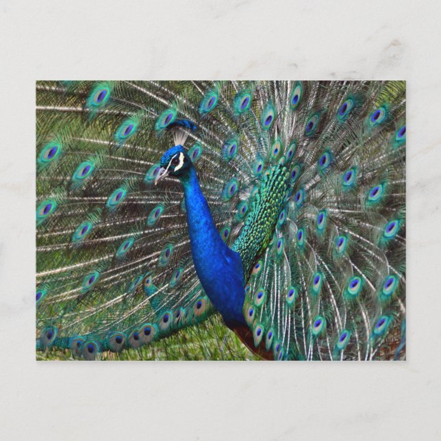 Postal Pavo real masculino colorido (Anverso)