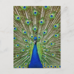 Postal Pavo real mostrando sus plumas, como parte de un