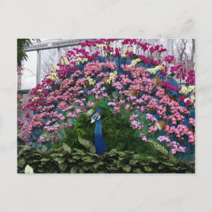 Postal Pavo Real Orquídea
