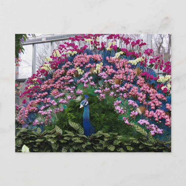Postal Pavo Real Orquídea (Anverso)