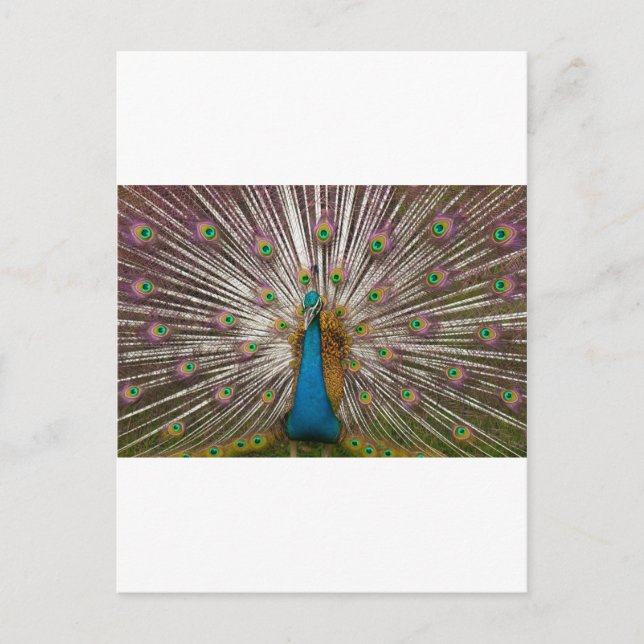 Postal Pavo Real Pacífico (Anverso)