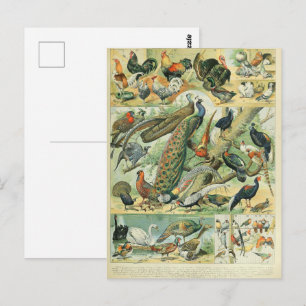 Postal Pavo real y faisán arte de vida silvestre vintage