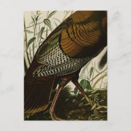 Postal Pavo Salvaje de Edición 1825