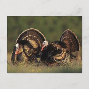 Postal Pavo silvestre, Meleagris gallopavo,machos