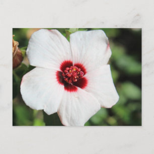 Postal Pavonia Hastata # 2