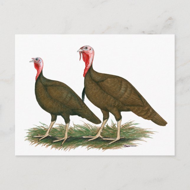 Postal Pavos: Chocolate (Anverso)