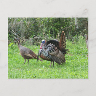 Postal Pavos en el Lago Oeste de Toho