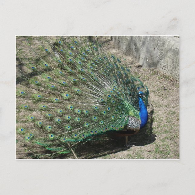 Postal Pavos reales (Anverso)