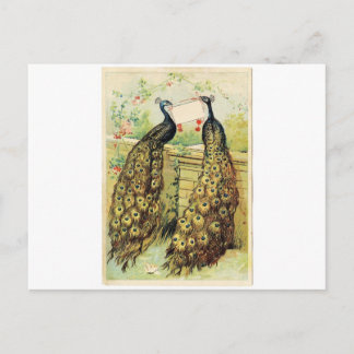 Postal Pavos reales del vintage