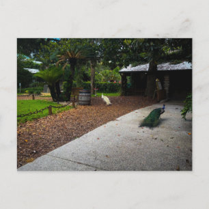 Postal Pavos Reales Paseando en la Fuente de la Juventud 